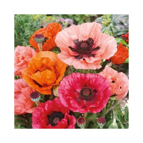Red Poppy Oriental Mixed Colors Perennial Papaver Orientale Nongmo Heirloom Non Gmo Flower Seeds [neera-v5-c3fd02ab05c12b7e55f7]