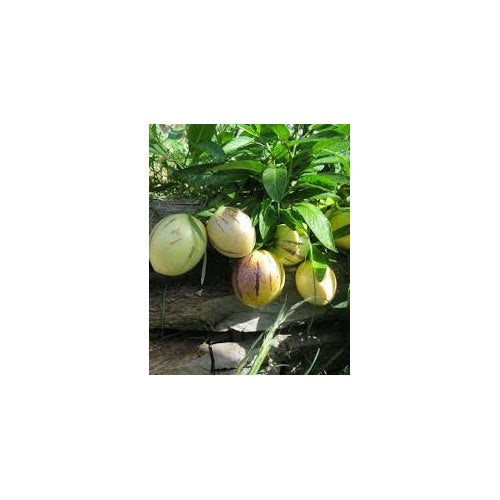 Pepino Dulce Melon Seeds [neera-v5-c3fff09bf838987fcc02]