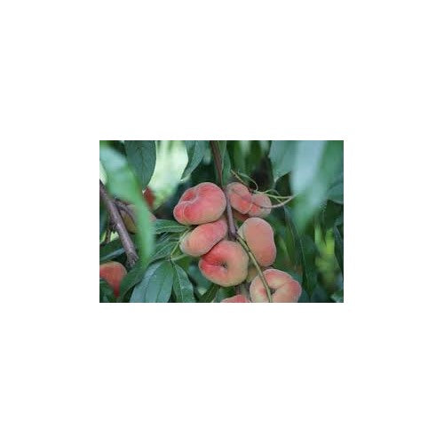 Donut Peach (Saturn Peach) Fruit Seeds for Planting [neera-v5-c41578efbd6bee438e26]