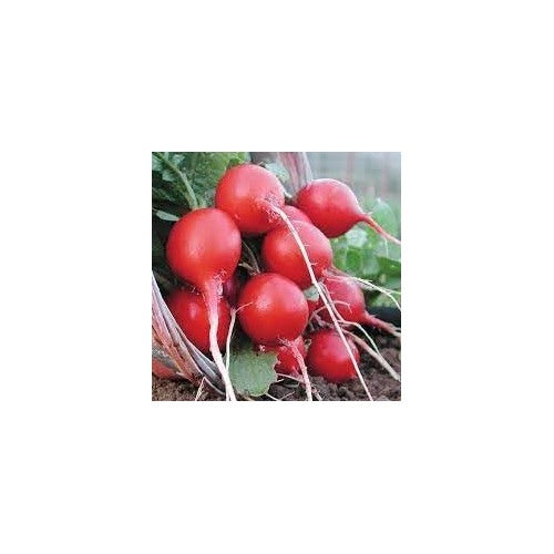 Organic Confetti Mix Cherry Radish Seeds for Planting [neera-v5-c4203f04ccb101ba67a7]