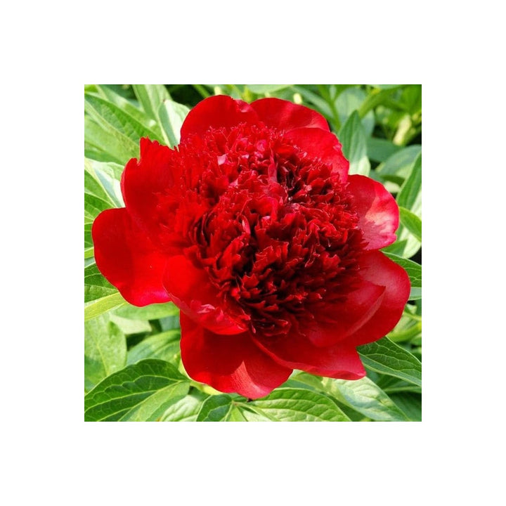 Peony Paeonia Lactiflora Flower For Planting In Backyard Gardening Borders Flower Seeds for [neera-v5-c42188aa7ca2250fa318]
