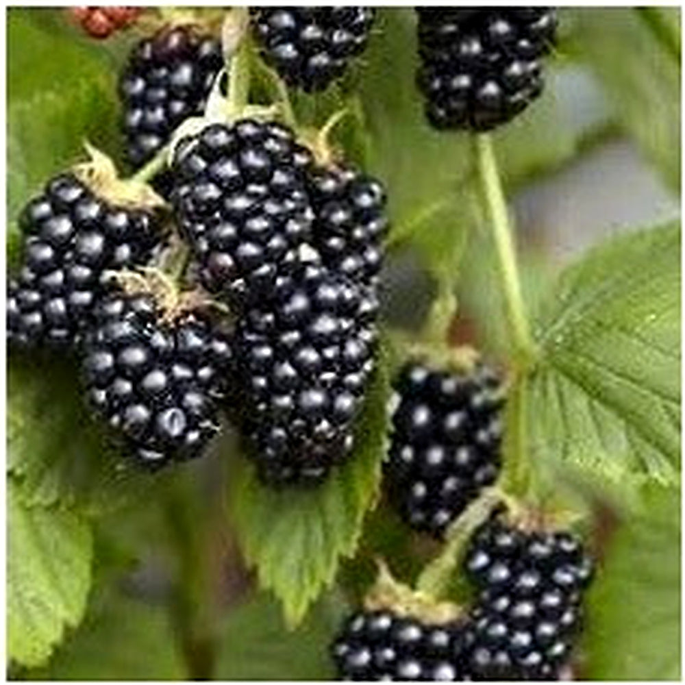 Blackberry Fruit Seed Collection for Planting | Heirloom Non-GMO Organic Garden Seeds [neera-v5-c432bc8cba3605960a95]