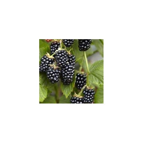 Blackberry Fruit Seed Collection for Planting | Heirloom Non-GMO Organic Garden Seeds [neera-v5-c432bc8cba3605960a95]