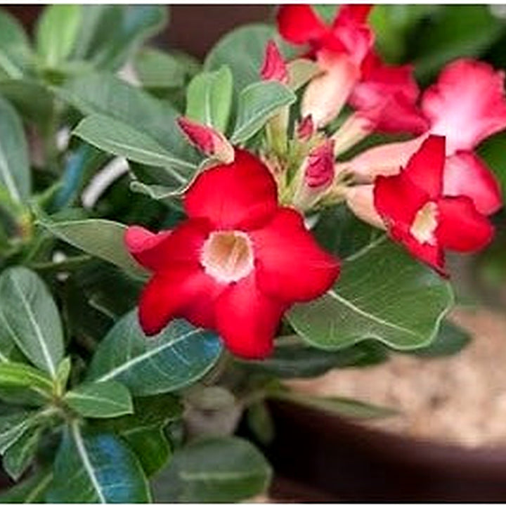 Dark Red Adenium Obesum Flower Seeds [neera-v5-c43ebf76421c16238c65]