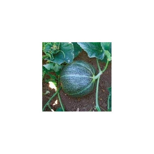 Pocket Melon Fruit Seed Pack for Planting | Heirloom Non-GMO Organic Garden Seeds for Small Sweet Melons [neera-v5-c4484992c31553c503b5]