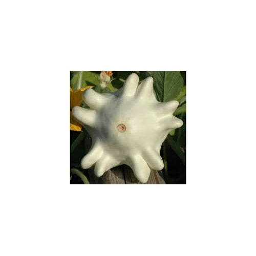 Yugoslavian Finger Squash Seeds for Planting [neera-v5-c44f42b9a9e05f763c45]