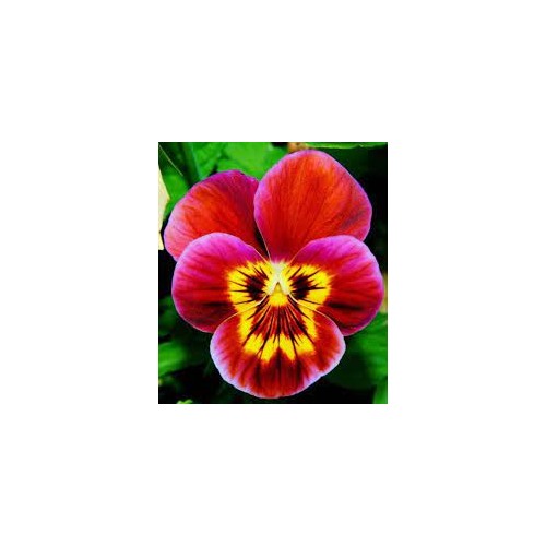 Pink Yellow Pansy Seeds for Planting [neera-v5-c452d8412b4373697ada]