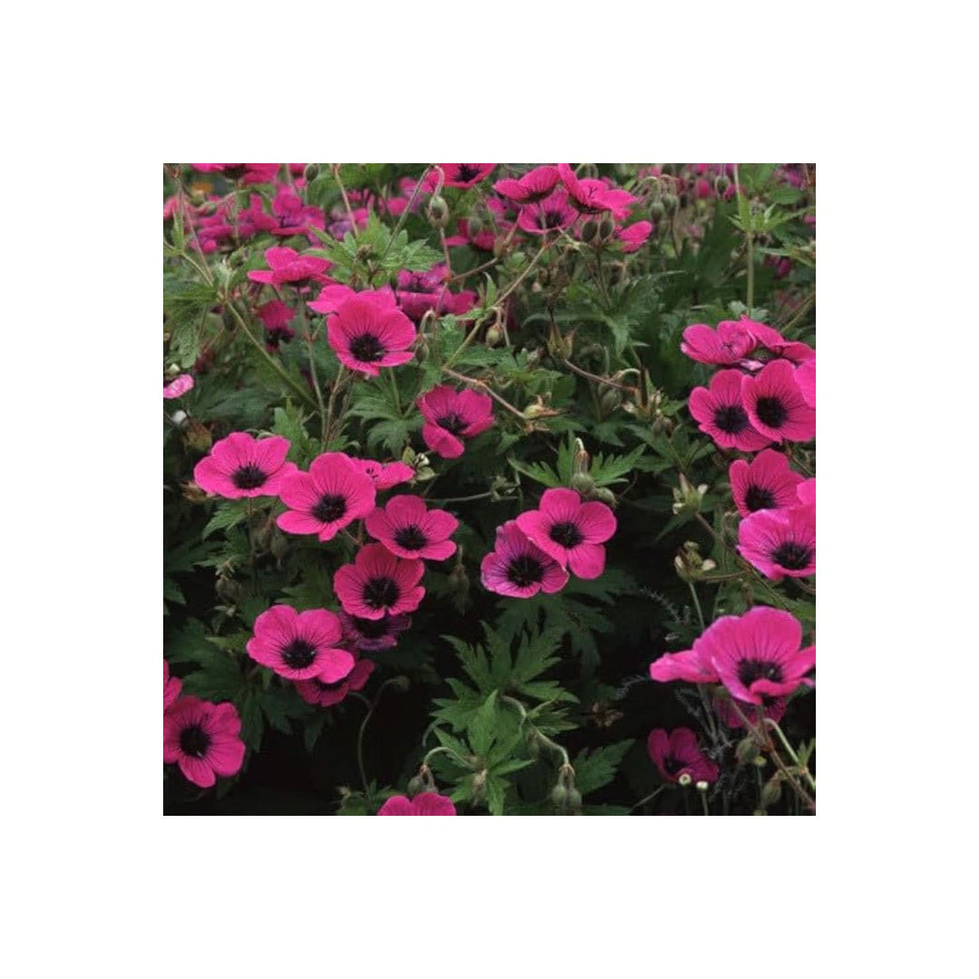 Geranium Psilostemon Hardy Cranesbill For Planting In Garden Beds And Rock Gardens Flower Seeds for [neera-v5-c45c56150f8f2dda995f]