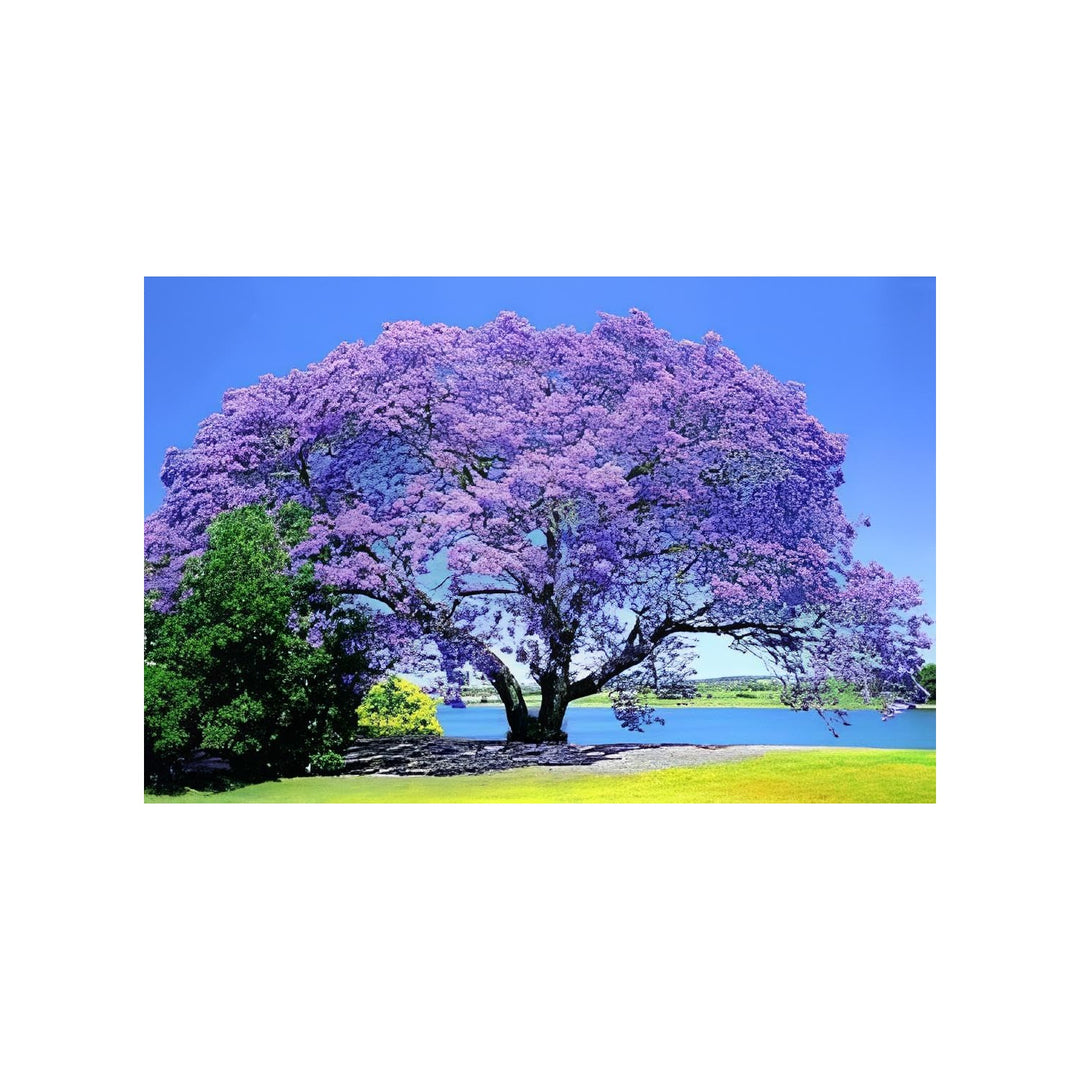 Light Tree Paulownia Tomentosa Flowering Tree For Planting In Home Garden Lscapes Flower Seeds [neera-v5-c46b4fa8fb00b69c5c92]