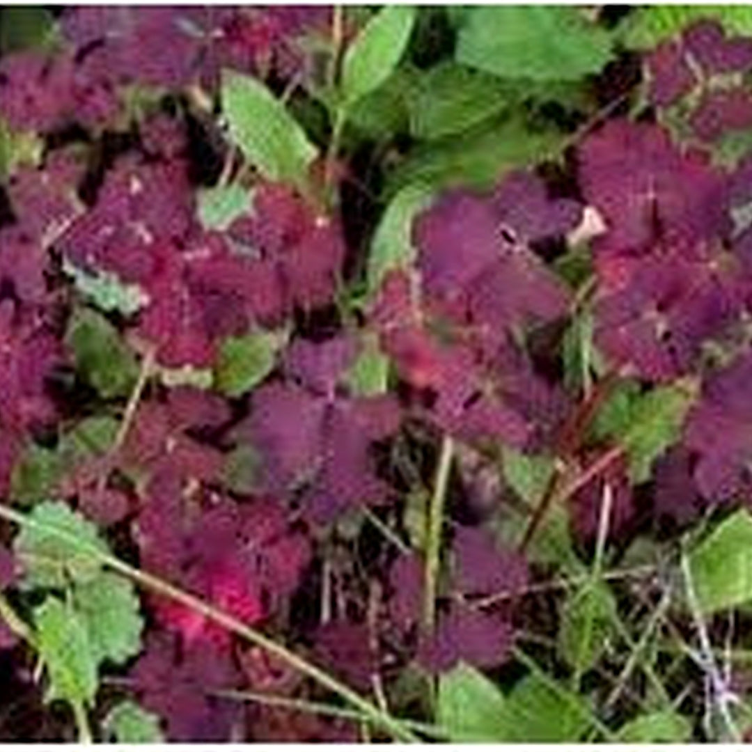 Oxalis Plant Heirloom Non Gmo For Planting Colorful And Hardy Garden Blooms Flower Seeds for Home [neera-v5-c471f0591a21d84e8d12]