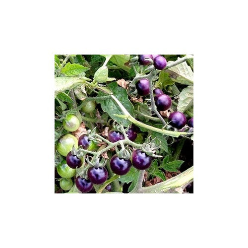 Violet Tomato Seeds for Planting [neera-v5-c48750598e4f0ef66eba]