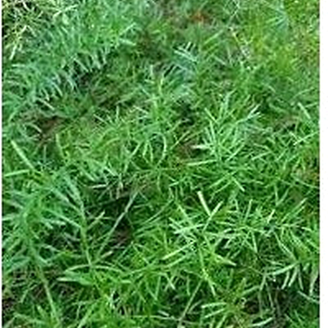 Heirloom Sprengeri Plant Seeds for Planting [neera-v5-c48ac9cce11eaa0361eb]