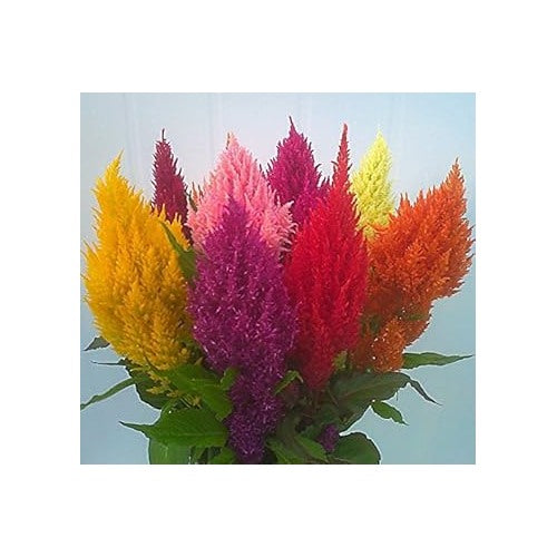 Mixed Celosia Argentea Flower Seeds, Heirloom, Non-GMO Seeds for Planting [neera-v5-c4a41ca9fb0344db566c]