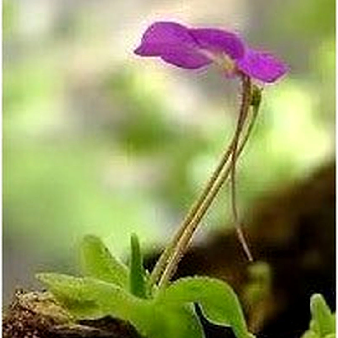 Mexican Butterwort Planting Non Gmo Heirloom Carnivorous Flower Seeds for Home Garden Planting, [neera-v5-c4accaa548636ac07de9]