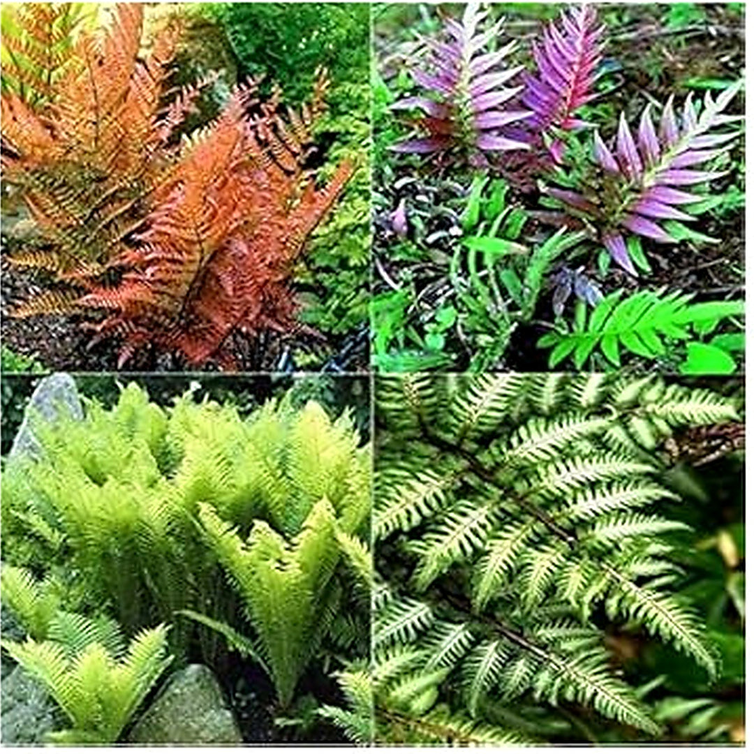 Mixed Color Fern Pteridophyta Flower Seeds for Planting [neera-v5-c4b5b82f3ea4db8b777e]