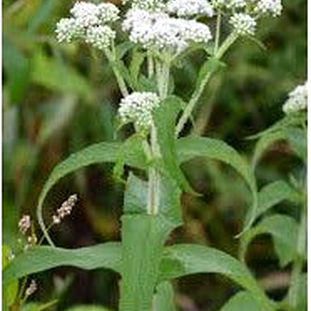 Boneset Seeds (Eupatorium perfoliatum) for Planting [neera-v5-c4bb9d5c87d7b66544bb]