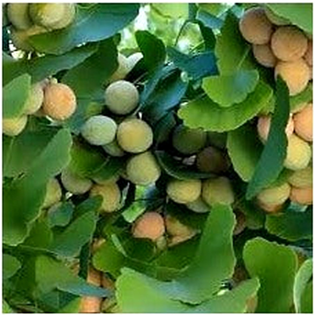 Mix Ginkgo Plant Seeds [neera-v5-c4c5d8a12f71f1d00e1c]