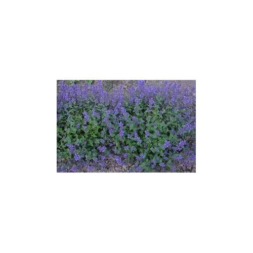 Heirloom Non-GMO Persian Catmint Flower Seeds for Planting [neera-v5-c4cddd288005479833b4]
