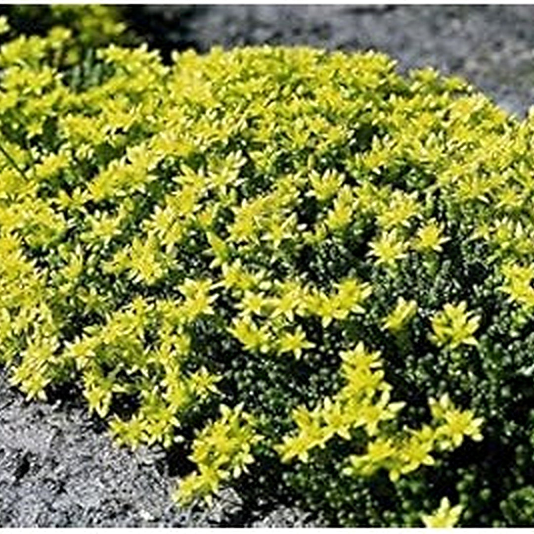 Heirloom Non-GMO Yellow Sedum Flower Seeds for Planting [neera-v5-c4ce72ff320e2b853bcd]