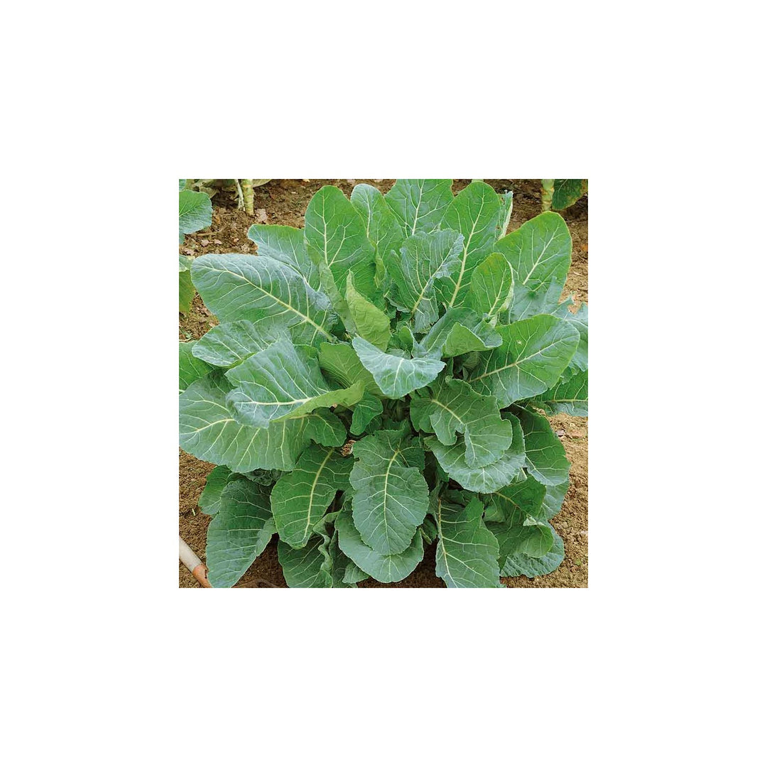 Green Collard Greens Plant For Planting Non Gmo Flower Seeds for Home Garden Planting, Lush Organic [neera-v5-c4d567b0d9598d734045]