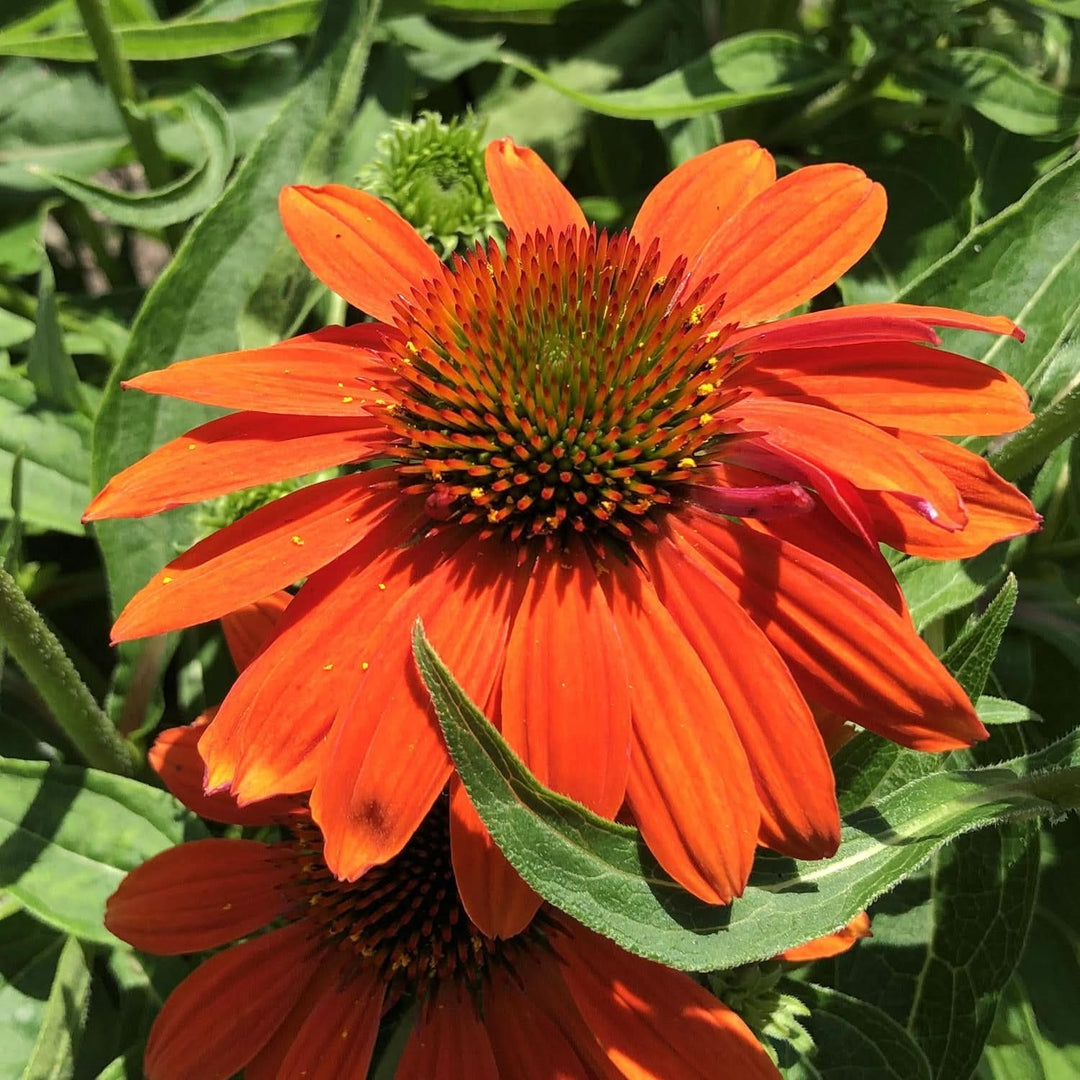 Orange Echinacea Flower For Planting To Attract Pollinators And Bees Heirloom Flower Seeds for Home [neera-v5-c4f2a16550b84de71b91]
