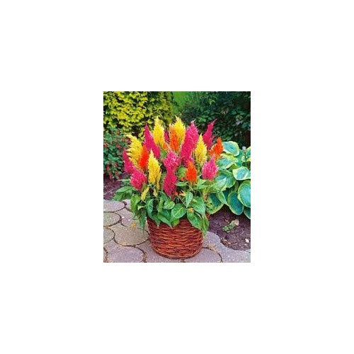 Celosia plumosa Flower Seeds for Planting [neera-v5-c4f6a7fe12714e874ff7]