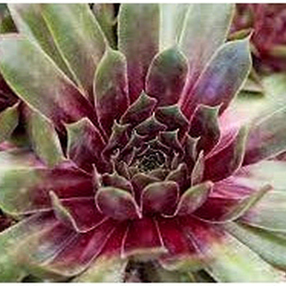 Living Stone Sempervivum Plant Seeds for Planting [neera-v5-c4f7bb4ece6beb2ba22b]