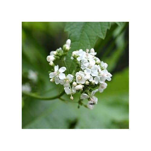 Glade Mallow Flower Seeds [neera-v5-c4f90c80df59cba2ff30]