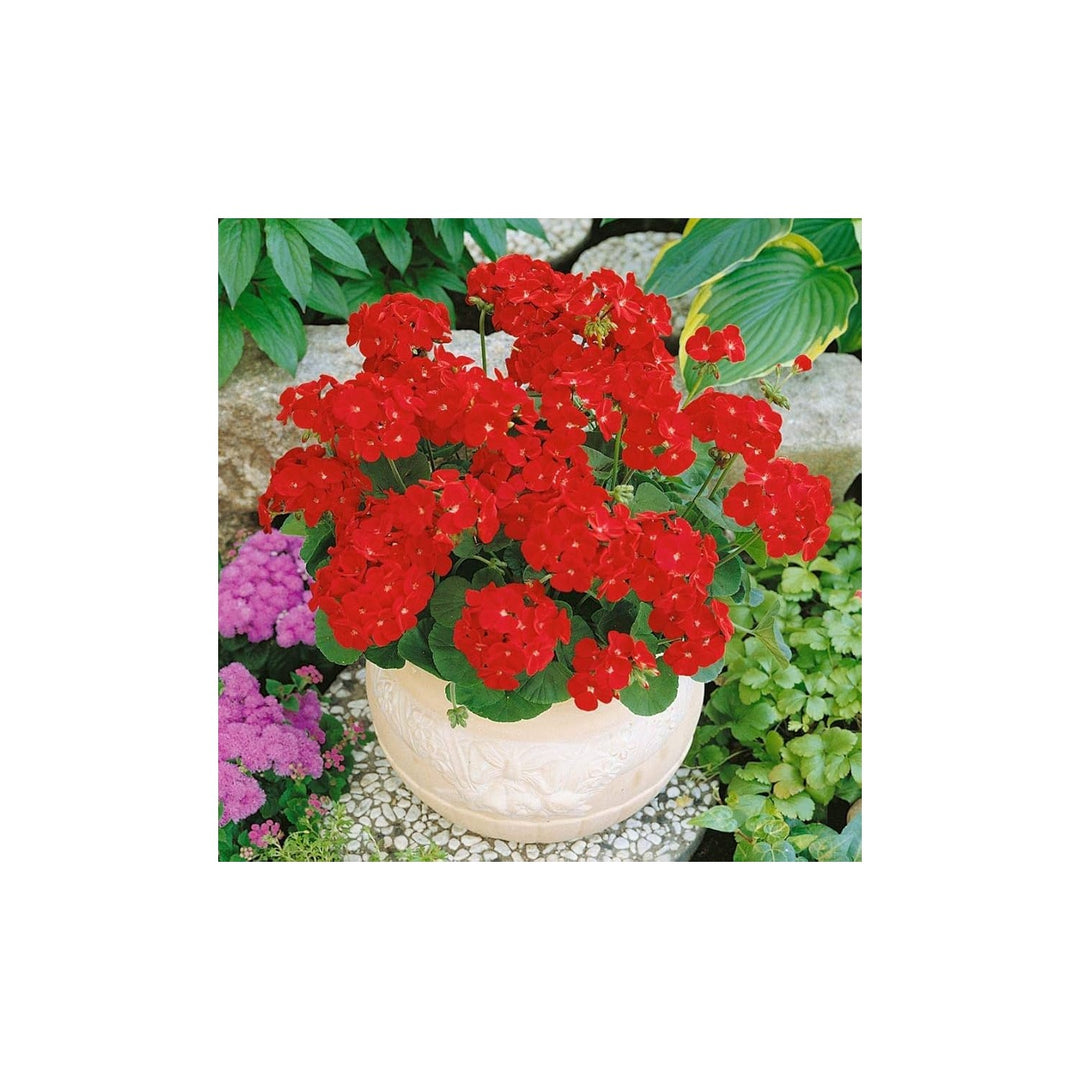 Red Multibloom Geranium Pelargonium X Hortorum Flower For Planting In Backyard Gardens Flower Seeds [neera-v5-c50ce93228e9ba22ae35]