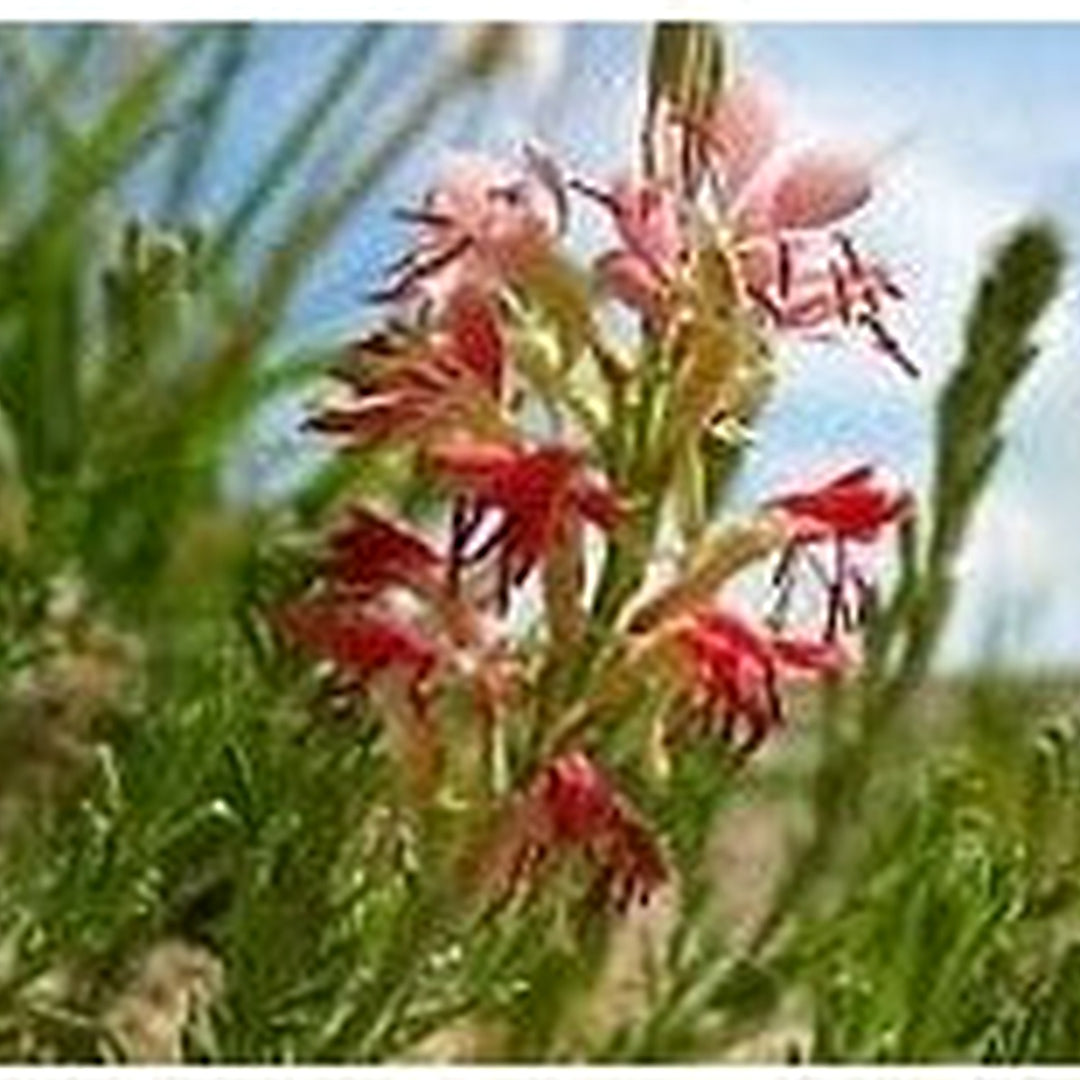 Red Gaura Flower Seeds for Planting [neera-v5-c51ad2c32f03480116eb]