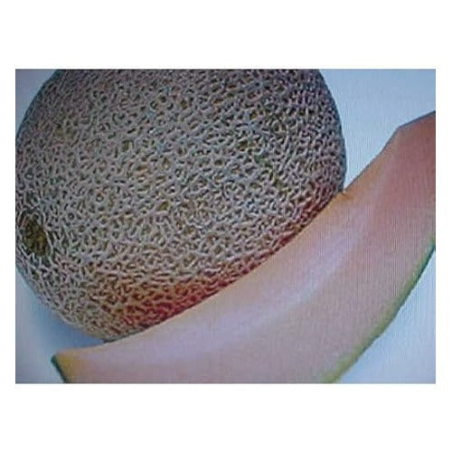 Brown Cantaloupe Melon Fruit Seeds for Planting [neera-v5-c524cc89d288d1f47dc0]