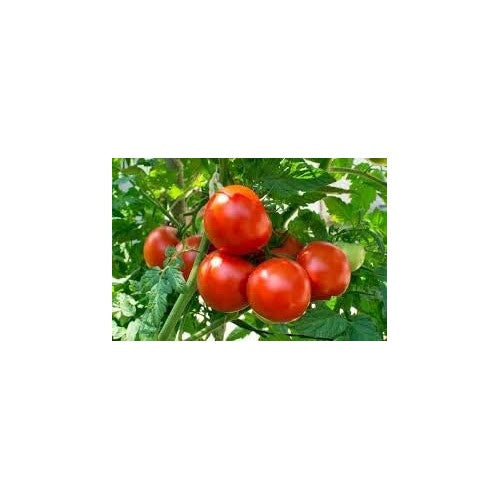 Tomato Vegetable Seeds for Planting [neera-v5-c550ff48ba8b07e72d71]
