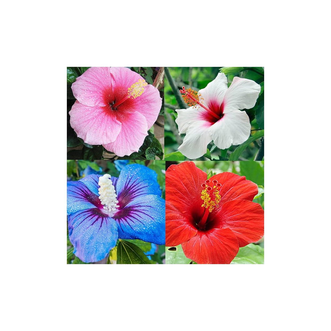 Hibiscus Hibiscus Rosa Sinensis Dinnerplate Mix Flower For Planting In Home Or Backyard Garden Beds [neera-v5-c55cebb74024bb9f07ce]