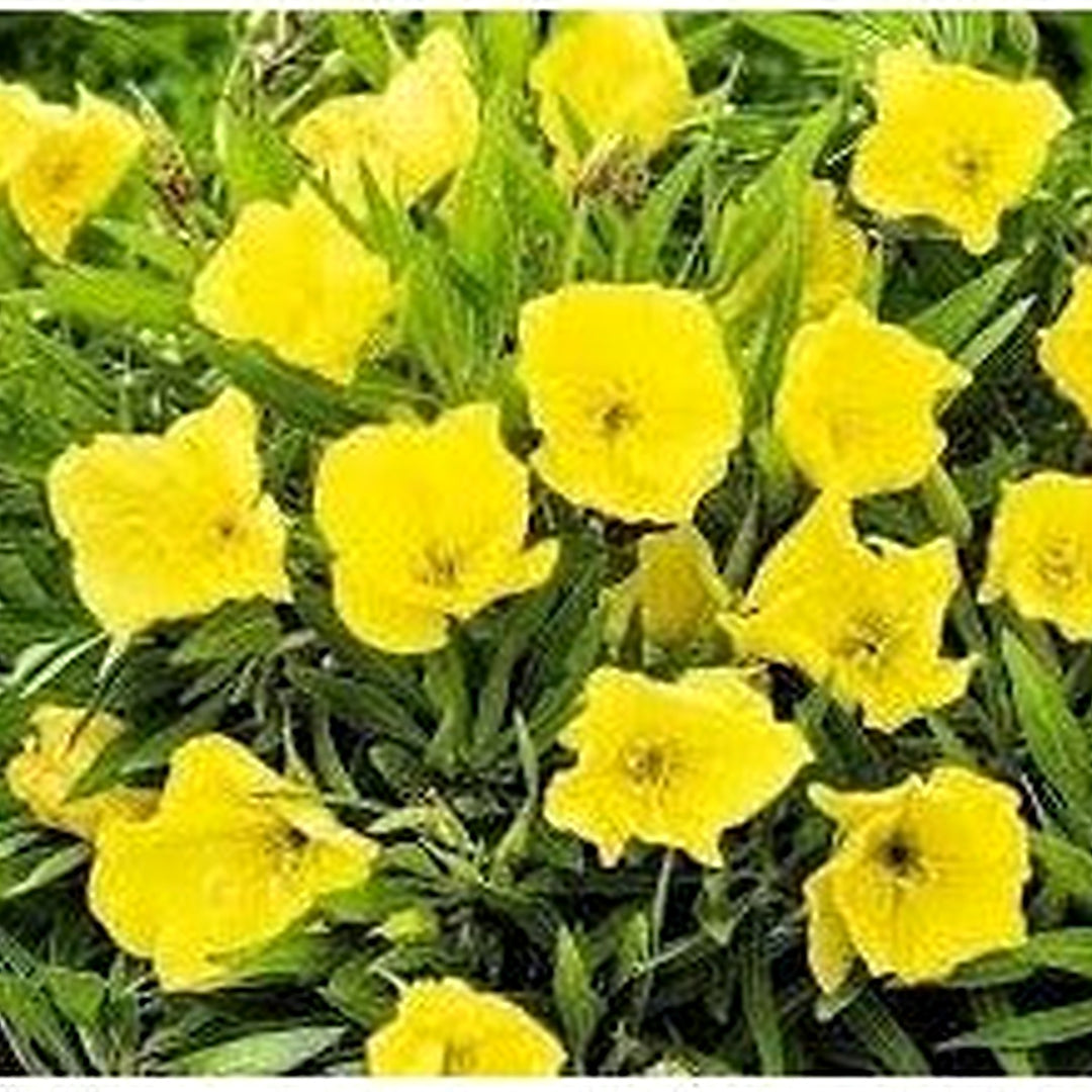 Oenothera Missouriensis Flower Seeds [neera-v5-c55ee7f0af31ecf7c692]