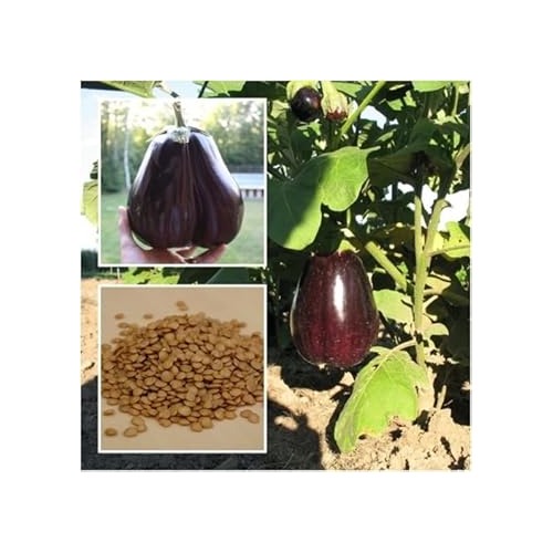Purple Eggplant Seeds for Planting [neera-v5-c566e0e0cf58701cffb7]