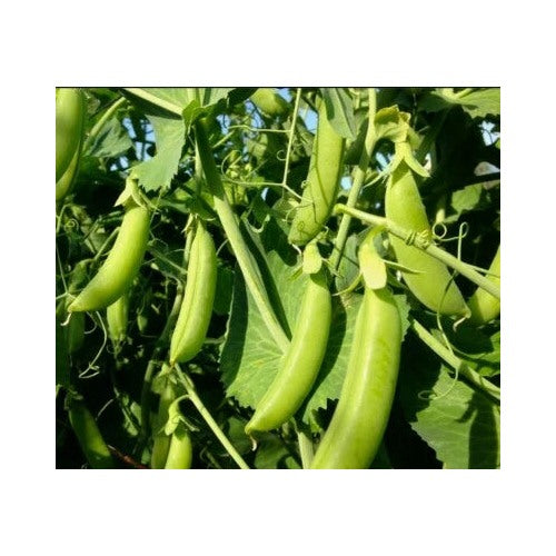 Sugar Snap Pea Planting Home Grown In Oregon Organic Heirloom Non Gmo Fragrant Climbing Annual [neera-v5-c573186ec1b28ea6cde2]