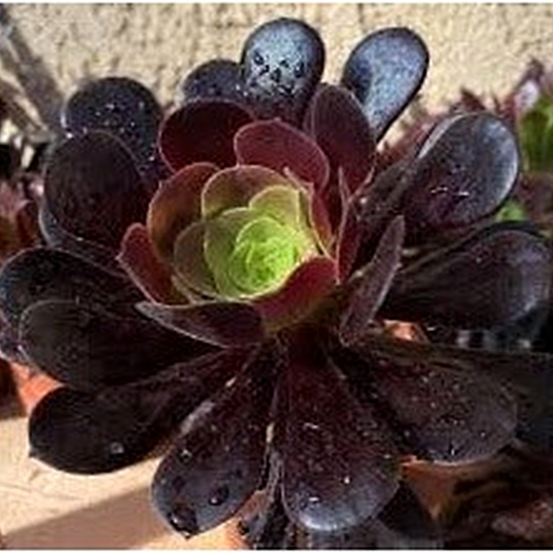 Heirloom Aeonium Flower Seeds, Non-GMO Succulent Blooms for Low-Maintenance Garden Planting [neera-v5-c5787f97c6b0d421d362]