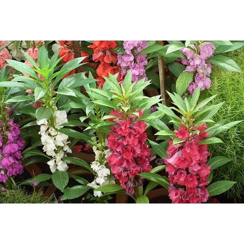 Pink Balsam Impatiens Flower Flower Seeds for Home Garden Planting, Ornamental Organic Blooming [neera-v5-c57e9b0ccc341ce5c302]