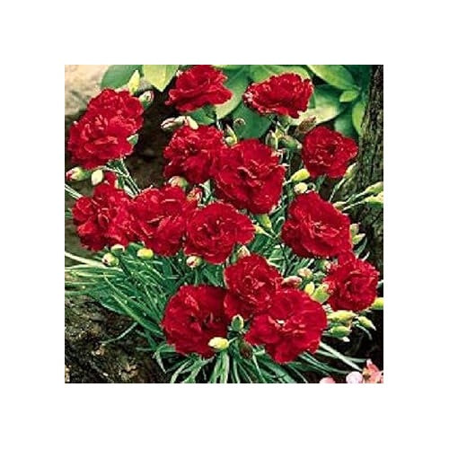 Red Dianthus Caryophyllus (Carnation) Flower Seeds for Planting [neera-v5-c5869064b926c65a7717]
