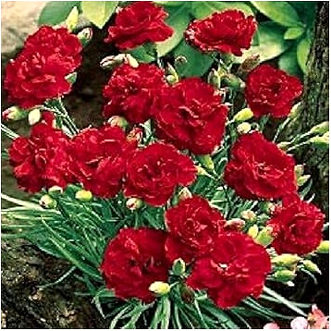 Red Dianthus Caryophyllus (Carnation) Flower Seeds for Planting [neera-v5-c5869064b926c65a7717]