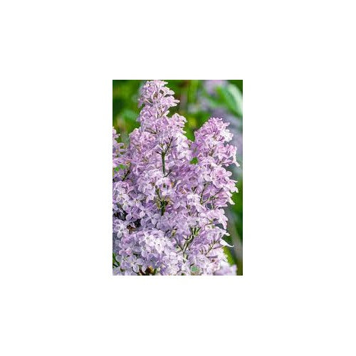Lavender Lady Lilac Flower Seeds for Planting [neera-v5-c58a421c1a1e5f13778d]