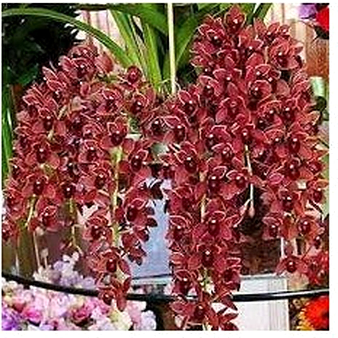 Red Dark Orchid Flower For Garden Non Gmo Flower Seeds for Home Garden Planting, Landscape Organic [neera-v5-c5941620dbc276e1dc33]