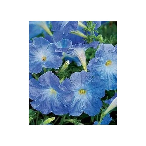Blue Sky Petunia Flower For Planting Heirloom Non Gmo Beautiful Garden Blooms Flower Seeds for Home [neera-v5-c597855e0556f09f86bc]