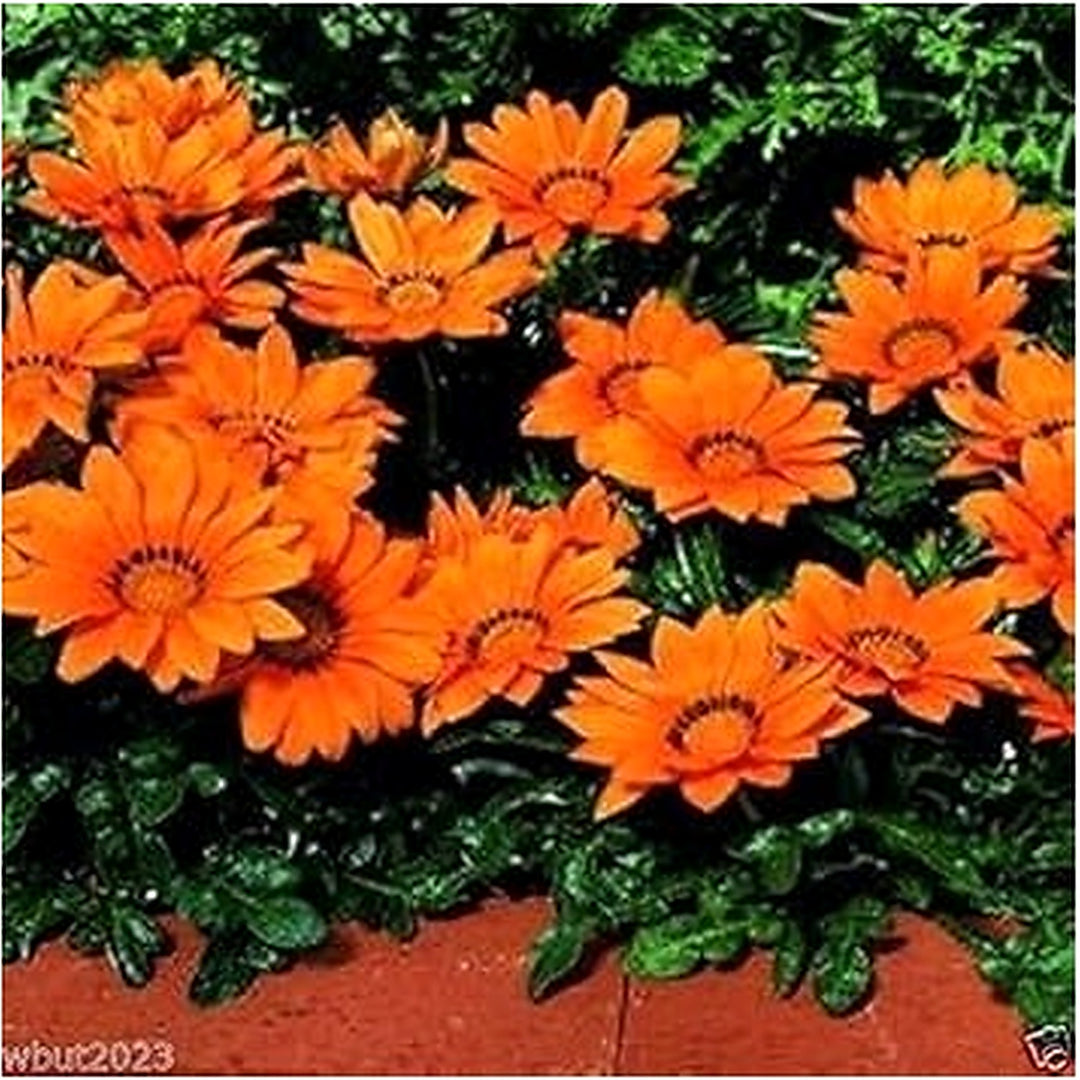 Heirloom Dark Orange Gazania Flower Seeds for Planting [neera-v5-c59daa6e2938e96e9c7d]