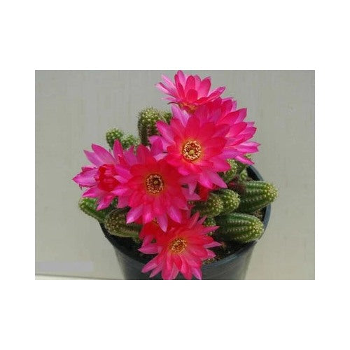 Violet Chamaelobivia Peanut Cactus Cactus Planting Heirloom Non Gmo Fragrant Climbing Annual [neera-v5-c5a0646505b40d0ee437]