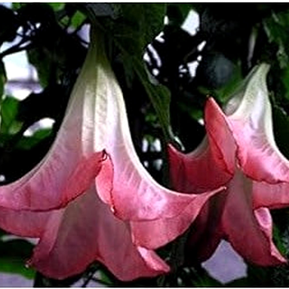 Chocolate Lily Flower Seeds for Planting [neera-v5-c5a25d57a9ac32e6d31c]