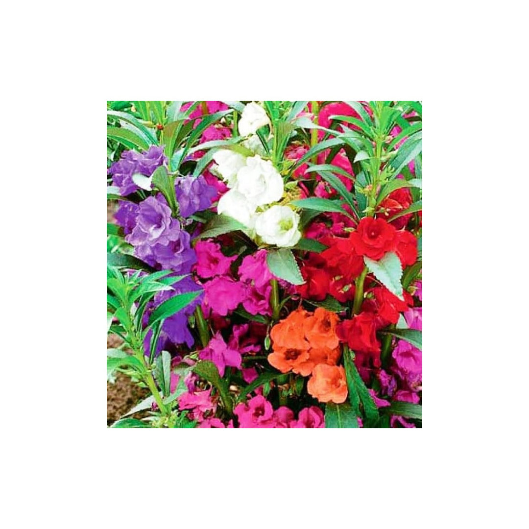 Impatiens Impatiens Balsamina Garden Balsam Flower For Planting In Shaded Garden Or Pots Flower [neera-v5-c5a3a231efbf1eb45c1b]