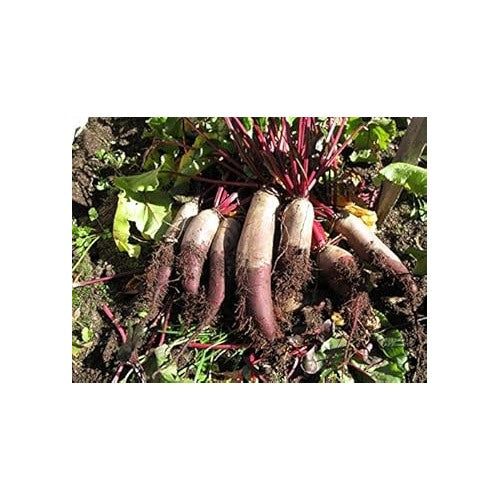 Heirloom Non-GMO Red Mammoth Beet Seeds for Planting [neera-v5-c5a818874f8160b56cf1]
