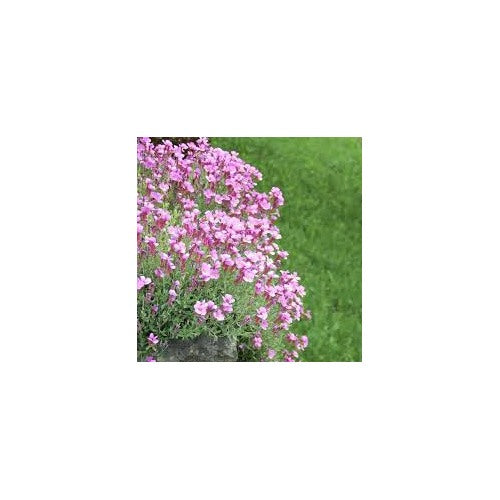 Soft Pink Rock Cress Flower Seeds for Planting [neera-v5-c5b9deac936a6bd1f49f]