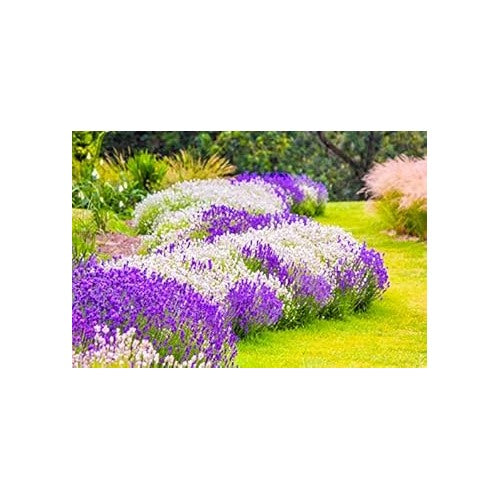 Multi-Colour Provence Lavender Seeds for Planting [neera-v5-c5bd157edb487526523a]